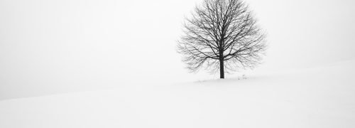 withered tree surrounded with snow during daytime